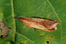 Dichomeris ustalella (5)